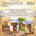 Gra karciana Ekosystem 3 Sawanna Nasza Księgarnia (1).jpg