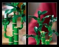 LEGO Botanicals 10344 Dracena sandera (2).jpg
